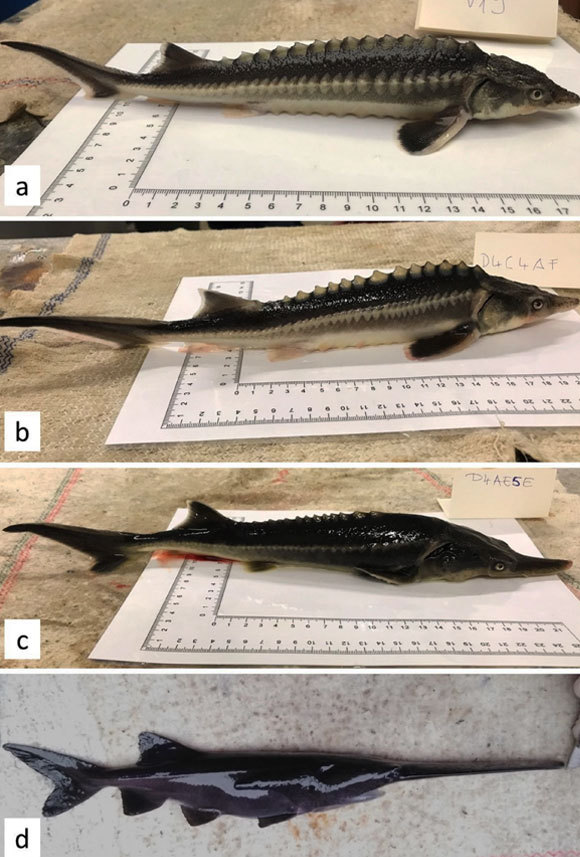 הכלאה בלתי צפויה: החדקן הרוסי (למעלה) חדקן השיניים האמריקאי (למטה) ושני בני כלאיים במרכז | מקור: מאמר המחקר