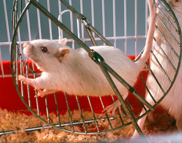 עכבר על גלגל ריצה | SPL, Tek Image