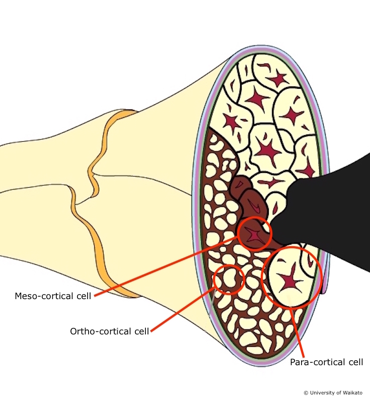 שלושת סוגים של תאי השערה | איור: University of Waikato