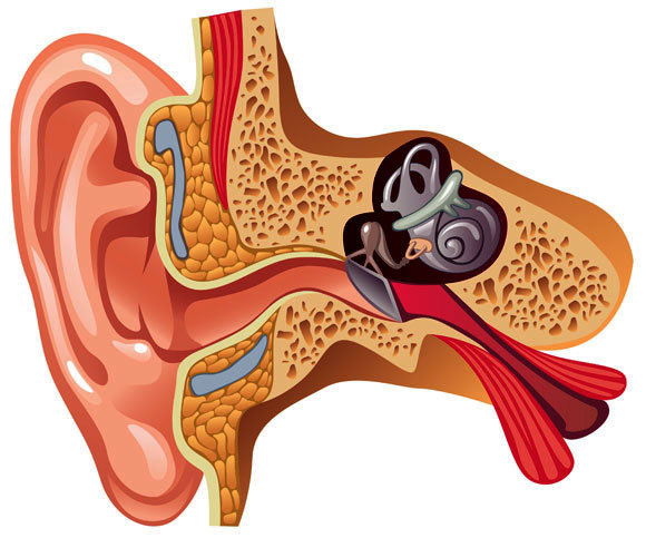 מבנה האוזן | איור: Shutterstock