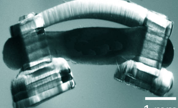 הספינובוט, עם זרועות מהידרוג'ל ותאי שריר שמקורם בעכבר, מעוצבב בעזרת עמוד שדרה של חולדה | קרדיט: Collin Kaufman