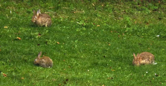 ארנבונים אירופיים במדשאה בבריטניה |  צילום: איגור ארמיאץ'-שטיינפרס