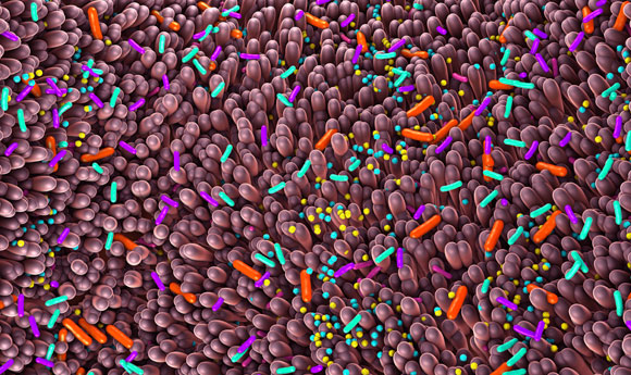 חיידקי מעיים