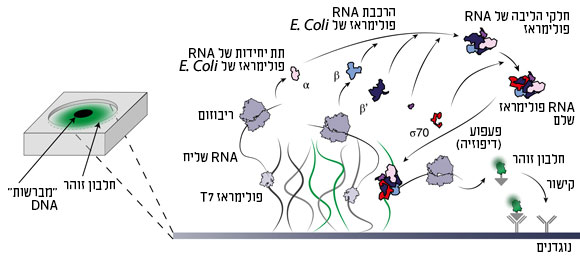 תהליך הייצור וההרכבה של RNA פולימראז | איור: מעבדת רועי בר-זיו, מכון ויצמן למדע