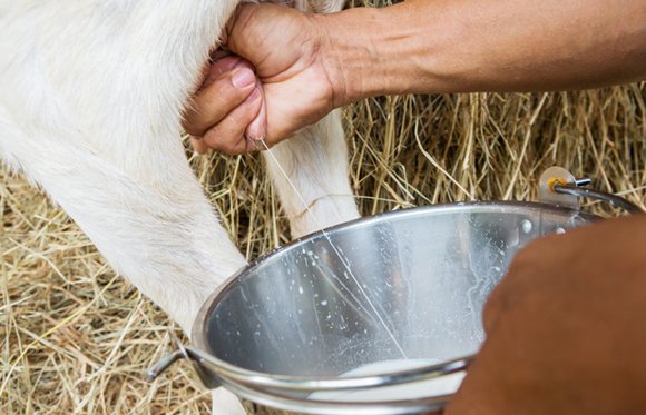 קוד הגנטי שהוחדר נבנה כך שיבטיח שהחלבון ייווצר רק בבלוטות החלב של העז: צילום Shutterstock