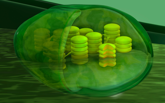 אילוסטרציה של כלורופלסט, ה"כריות" העגולות והשטוחות שנצבות זו על גבי זו הן התילקואידים | SPL, Tumeggy