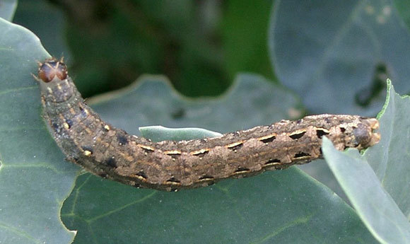 זחל של העש Spodoptera litura | צילום: KENPEI, ויקיפדיה