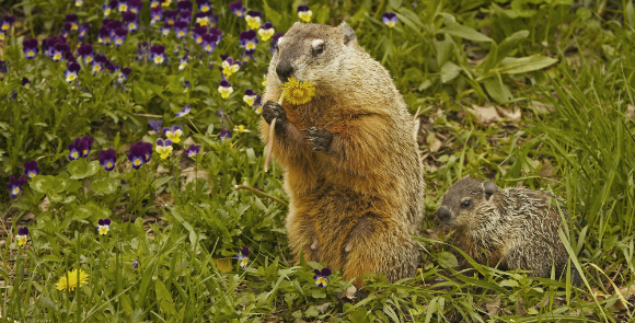 השעון הפנימי מורה למרמיטה לאכול לראת החורף. צילום: Science Photo Library