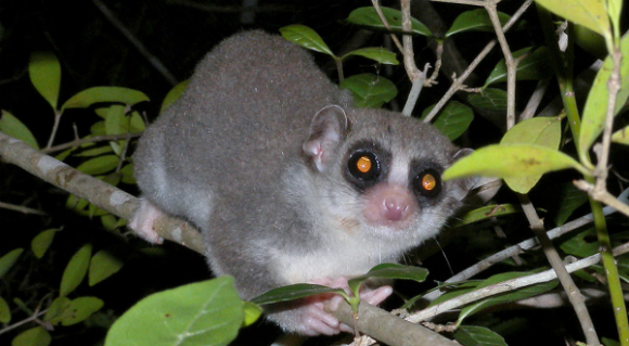 ישן בחורף גם אם הוא חם, כי יש פחות מזון. למור ננסי עבה זנב | מקור: ויקיפדיה