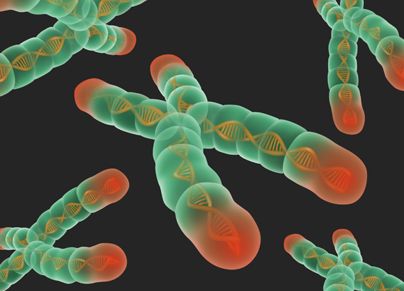 מניעת הרס הטלומרים (באדום), עשויה להאריך את חיי התאים | איור: GWEN SHOCKEY / SCIENCE PHOTO LIBRARY