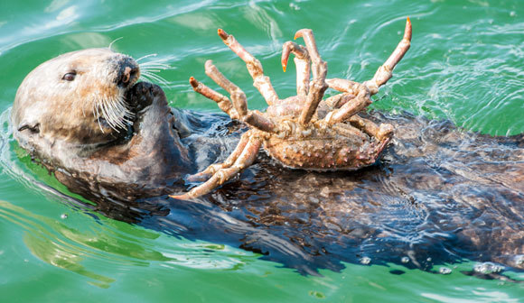 לוטרת ים קליפורנית אוכלת סרטן | צילום: DOC WHITE / NATURE PICTURE LIBRARY / SCIENCE PHOTO LIBRARY