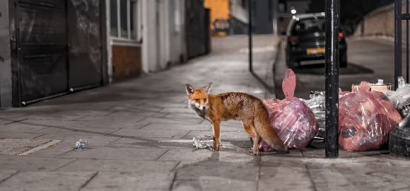 למדו להסתגל לחיים בעיר ולאכול שאריות מזון של בני אדם. שועל מחפש מזון באשפה | צילום: bardzo.photo, Shutterstock