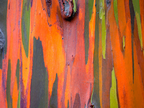 מגוון של טאנינים מקנה לגזע של אקליפטוס האיים את פסיפס הצבעים. אקליפטוס האיים| מקור: Shutterstock