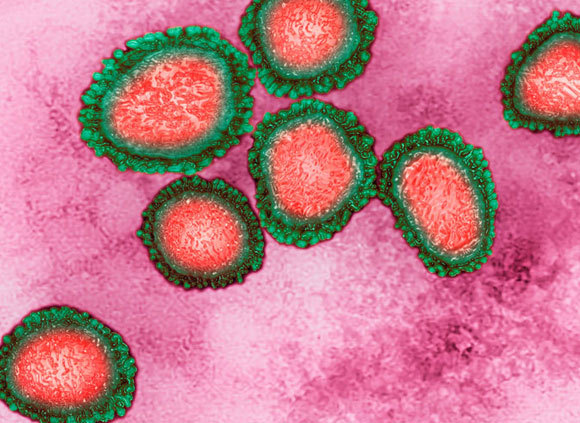 נגיפי קורונה | צילום במיקרוסקופ אלקטרונים: CAVALLINI JAMES / BSIP / SCIENCE PHOTO LIBRARY קצב השינויים