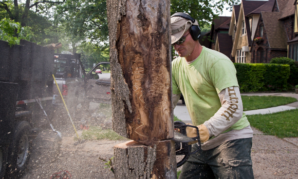 מתחת לקליפה רואים היטב את סימני הנבירה של הזחלים | צילום: JIM WEST / SCIENCE PHOTO LIBRARY