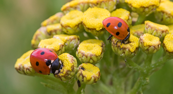 חיפושיות "מושית השבע" (Coccinella septempunctata) על פרחי בן חרצית | צילום: ROD WILLIAMS / NATURE PICTURE LIBRARY / SCIENCE PHOTO LIBRARY
