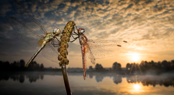 שפיריות על צמח בשקיעה | צילום: ALBERTO GHIZZI PANIZZA / SCIENCE PHOTO LIBRARY