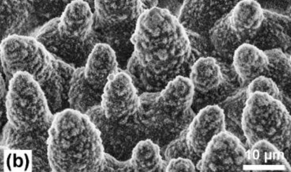 כמו מיטת מסמרים. צילום במיקרוסקופ אלקטרונים סורק של הבליטות על עלי הלוטוס | מקור: מאמר המחקר של Ensikat et al