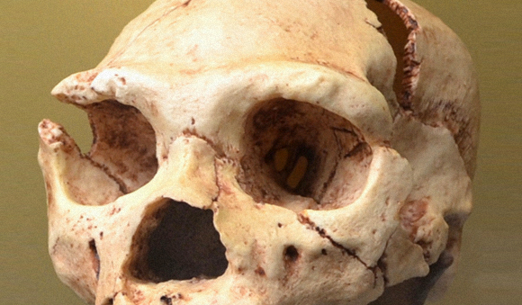 מודל ממוחשב לא מצא קשר בין רכסי הגבות לחוזק הלעיסה. גולגולת של Homo heidelbergensis | צילום: ויקיפדיה, Dorieo