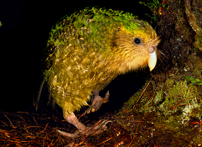הסתדרו בנחת במשך אלפי שנים, עד שההרמינים המיטו עליהם אסון. קקאפו | צילום: Science Photo Library