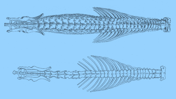 עמוד השדרה של החדף המשוריין (למעלה) בהשוואה לזה של חדף רגיל | מקור: Bulletin of the American Museum of Natural History, נחלת הכלל