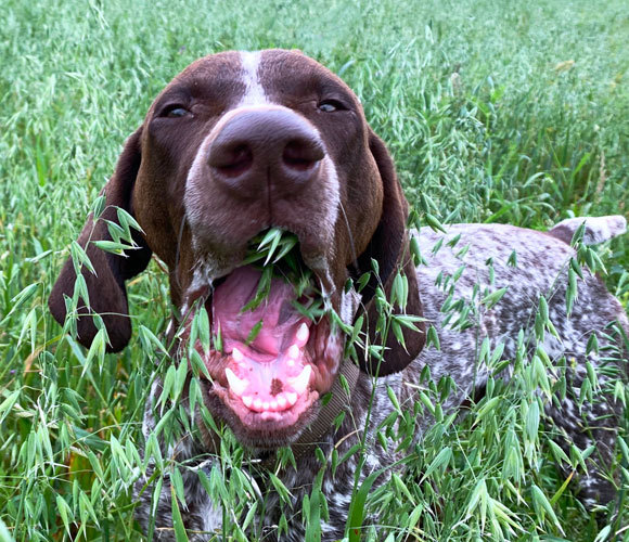 כלב אוכל עשב | Shutterstock, Daria Photostock