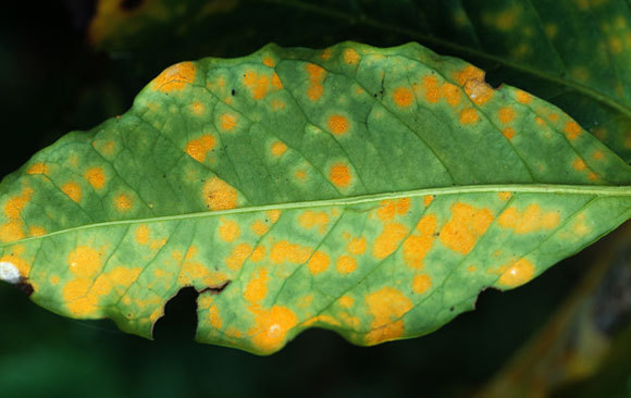 עלה של קפה נגוע בחילדון | צילום: NIGEL CATTLIN / SCIENCE PHOTO LIBRARY