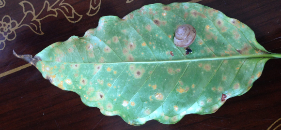 Bradybaena similaris על עלה של קפה נגוע בחילדון | מקור: מאמר המחקר