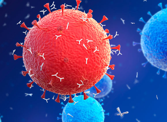 נוגדנים בפלזמה (בצורת Y) תוקפים נגיפי קורונה | איור: SERGII IAREMENKO / SCIENCE PHOTO LIBRARY