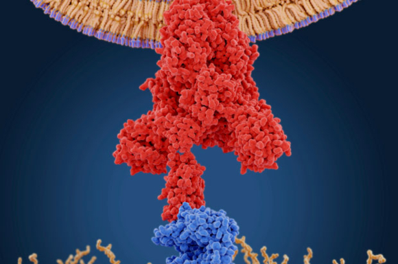 החלבון של הנגיף (אדום) נקשר לקולטן ACE2 על גבי תא אדם | איור: JUAN GAERTNER / SCIENCE PHOTO LIBRARY
