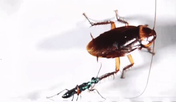 A cockroach defending itself by kicking a parasitic wasp. Photography: Kenneth Catania, Vanderbilt University.