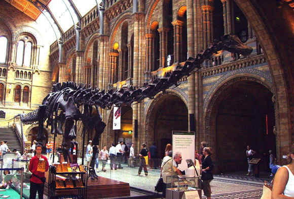 שלד הדיפלודוקוס במוזיאון בלונדון | צילום: Ballista, ויקיפדיה