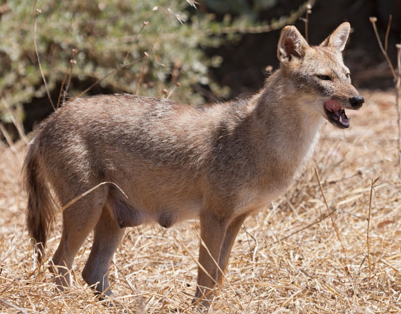 אנחנו פלשנו לשטח שלהם. נקבת תן זהוב בפארק הירקון בתל אביב | צילום: ויקיפדיה, Artemy Voikhansky