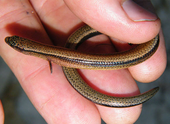 זה אחד מהם - חומט תלת אצבע | Wikipedia, Doug Beckers