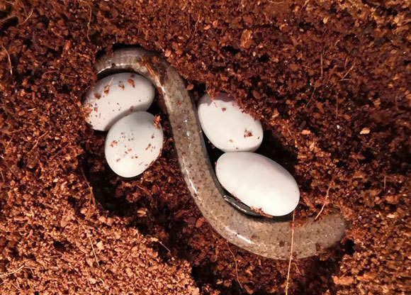 נקבת חומט תלת אצבע עם ביצים | Stephanie Liang