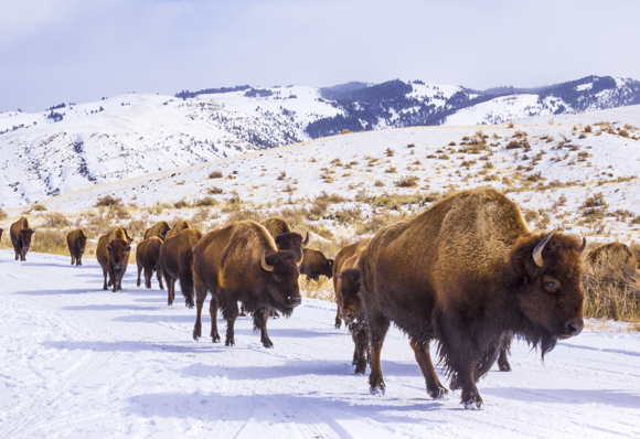עדר ביזונים בשלג בצפון ארצות הברית | צילום:  BlazingBighornStudios, Shutterstock