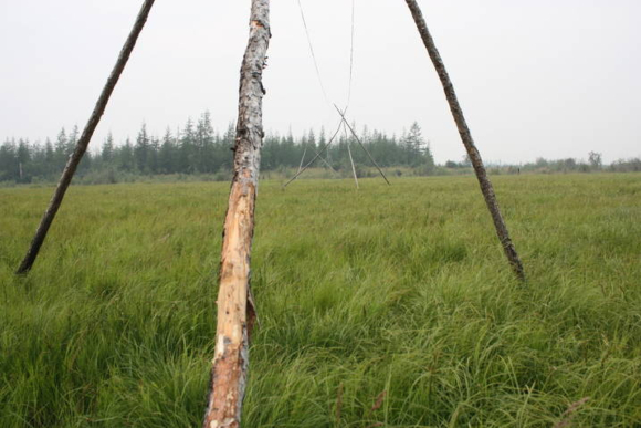 ערבות עשב משוחזרות בפארק הפליסטוקן | צילום: Enryū6473, ויקיפדיה