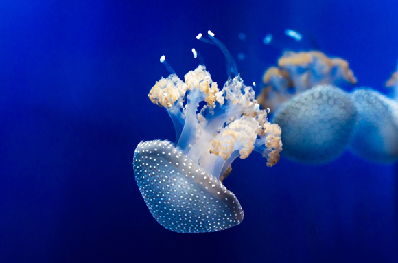 מדוזה מהמין Phyllorhiza punctata | צילום: Shutterstock, Olha Kozachenko