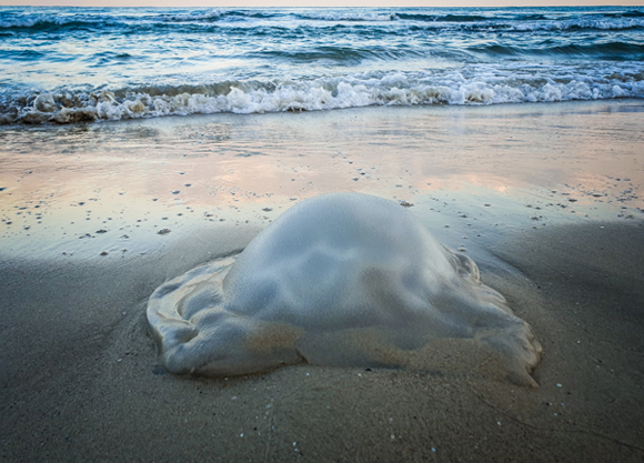 מדוזה מהמין חוטית נודדת על החוף | Shutterstock, hafakot