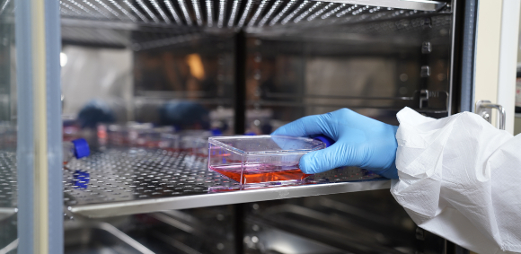 תרבית תאים לגידול נגיפי קורונה | צילום: Lovely Bird, Shutterstock