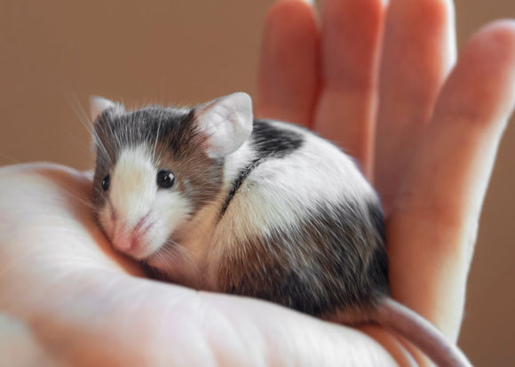 עכבר על כף יד של אדם | צילום: Felicia Morack, Shutterstock