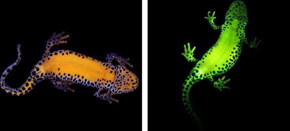 טריטון אלפיני  (Alpine (Newt זוהרת כתוצאה מהארה באור כחול | מקור: JENNIFER LAMB & MATTHEW DAVIS/ST. CLOUD STATE UNIVERSITY