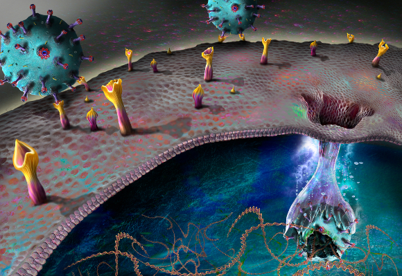 נגיפי קורונה נקשרים לקולטנים על פני התא ונכנסים פנימה בעזרתם | איור: KEITH CHAMBERS / SCIENCE PHOTO LIBRARY