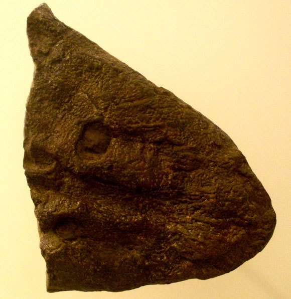 בתמונה: גולגולת של מאובן אחר של Elpistostege watsoni במוזיאון האמריקאי להיסטוריה של הטבע | מקור: ויקיפדיה, נחלת הכלל