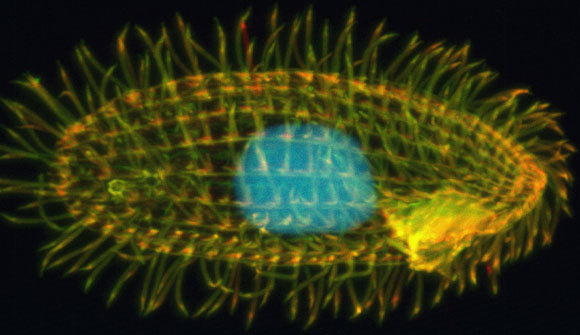 גרעין גדול, גרעין קטן. הריסנית tetrahymena themrophila| מקור: ויקיפדיה