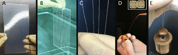 סליל של חוט שהחוקרים טוו מהמטריצה החוץ-תאית המיובשת | צילום: Nicolas L’Heureux