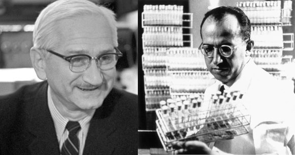 יונה סאלק (מימין), שפיתח את החיסון המומת נגד פוליו, ואלברט סייבין, שפיתח את החיסון המוחלש | צילומים: Science Photo Library