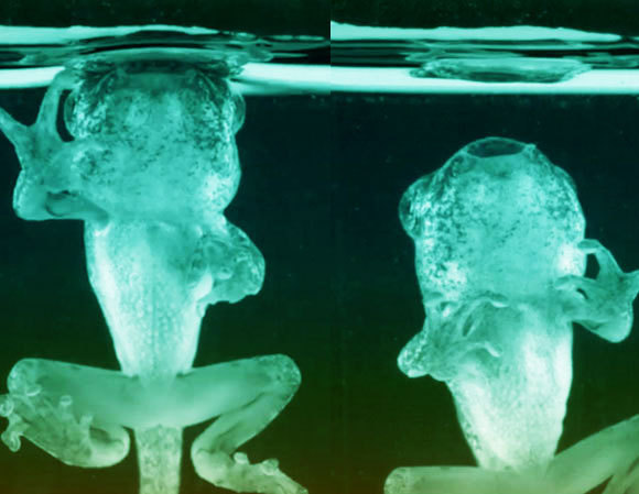 ראשן מגודל נצמד לפני המים | צילום מסך מסרטון מתוך המאמר Schwenk, K.; Phillips, J.R. (2020)