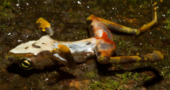 צפרדע מהמין Atelopus limosus שמתה בפנמה מהדבקה בטריית Bd | צילום: Brian Gratwicke, Flickr