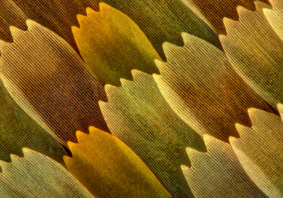 צילום מיקרוסקופ של קשקשי כנף פרפר | SPL